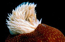 Common grey seaslug {Aeolidia papillosa} feeds on sea anemone Brittany France