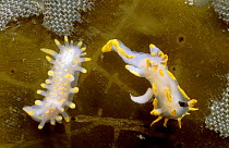 Nudibranchs {Limacia clavigera} left {Polycera quadrilineata} right - laying