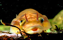 Shore clingfish / Cornish sucker {Lepadogaster lepadogaster} Brittany France