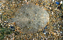 Topknot camouflaged on seabed {Zeugopterus punctatus} Brittany France