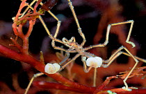 Sea spider male carrying eggs {Nymphon gracile} Brittany France