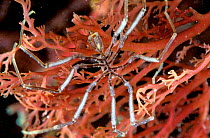 Sea spider {Nymphon gracile} Brittany France