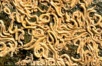 Calcerous tubes of Keelworm {Pomatoceros lamarcki} on rock Brittany France