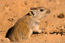 Brant's whistling rat at entrance to burrow {Parotomys brantsii} Kalahari South Africa