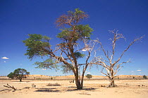Camelthorn tree in dry riverbed of the Nossob river Kalahari desert South Africa