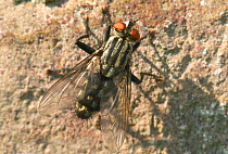Flesh fly on wall {Sarcophaga carnaria} Belgium