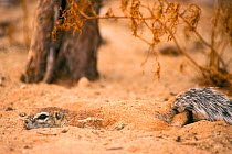Cape ground squirrel cooling off under sand {Xerus inauris} Kalahari South Africa