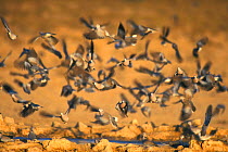Ring necked / Cape turtle doves fly from waterhole Kalahari {Streptopelia capicola}
