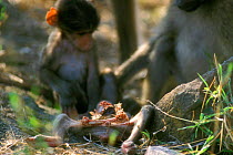 Chacma baboon baby baboon killed by dominant male for protein Kruger NP S Africa