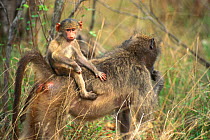 Chacma baboon juvenile jockey riding on mother Kruger NP S Africa {Papio ursinus}