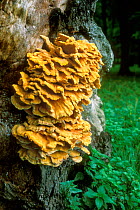Chicken of the woods fungus / sulphur polyphore {Laetiporus sulphureus} Denmark