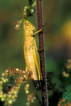 Grasshopper {Chrysochraon dispar} Luxembourg