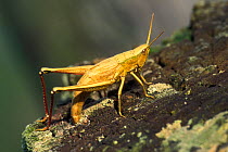 Grasshopper {Chrysochraon dispar} laying eggs Luxembourg oviposting