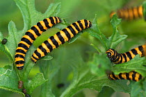 D Cinnabar Moth caterpillars {Tyria jacobaeae} feeding on Hoary Ragwort leaves Belgium