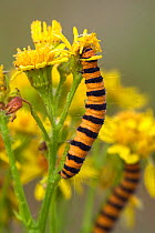 Cinnabar Moth caterpillar {Tyria jacobaeae} feeding on Hoary Ragwort Belgium