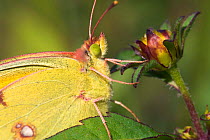 Clouded yellow butterfly on flower {Colias crocea} France