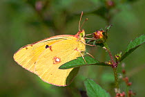 Clouded yellow butterfly on flower {Colias crocea} France