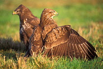 Common buzzard mantling prey {Buteo buteo} Belgium