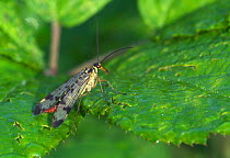 Female Common Scorpionfly on leaf {Panorpa communis} Belgium
