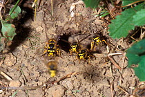 Common wasps leaving underground nest {Vespula vulgaris} Belgium
