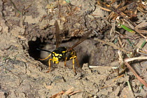 Common wasp leaving underground nest {Vespula vulgaris} Belgium