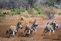 Common zebra fleeing from Lions at waterhole Kruger NP South Africa {Equus quagga}