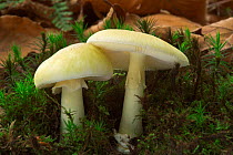 Deathcap toadstools amongst moss {Amanita phalloides} Belgium