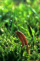 Earthworm emerging from grass {Lumbricus terrestris} Belgium