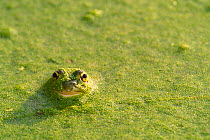 Young Edible frog amongst Duckweed {Rana esculenta} Belgium