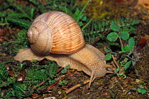 Edible snail in garden {Helix pomatia} Belgium