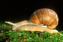 Edible snail on moss {Helix pomatia} Belgium