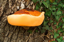 Bracket fungus {Ganoderma resinaceum} on tree trunk. Franc
