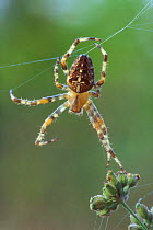 Garden spider spinning web {Araneus diadematus} Belgium
