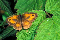 Hedge brown / Gatekeeper butterfly {Pyronia tithonus} Belgium