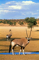 Gemsbok at waterhole {Oryx gazella gazella} Kalahari desert South Africa