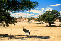 Gemsbok shelter from sun under trees {Oryx gazella gazella} Kalahari desert South Africa