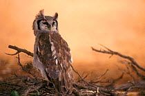 Giant eagle owl eyes closed looking backwards {Bubo lacteus} South Africa Kalahari