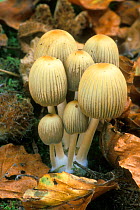 Glistening ink cap toadstools {Coprinus micaceus} on decomposing trunk Belgium