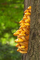 Golden scalycap toadstools {Pholiota aurivella} Belgium
