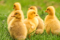 Domestic geese goslings Belgium
