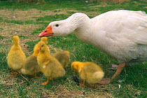 Domestic Greylag goose protects goslings hissing {Anser anser} Belgium