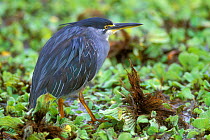Striated green / Green-backed heron on water hyacinth {Butorides striatus} Kruger NP South Africa