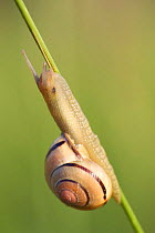 Grove / brown lipped snail {Cepaea nemoralis} Belgium