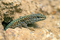 Bocage's / Iberian wall lizard {Podarcis bocagei} Spain