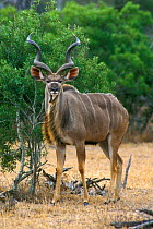 Greater kudu {Tragelaphus strepsiceros} male Kruger NP South Africa