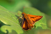 Large skipper butterfly on leaf {Ochlodes sylvanus} Belgium