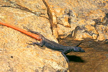Lebombo flat lizard sunning on rock {Platysaurus lebomboensis} Kruger NP South