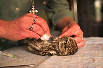 Little owl {Athene noctua} being treated in animal shelter Belgium
