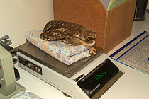Little owl {Athene noctua} being weighed at animal shelter Belgium