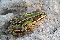 Marsh frog {Rana ridibunda} France